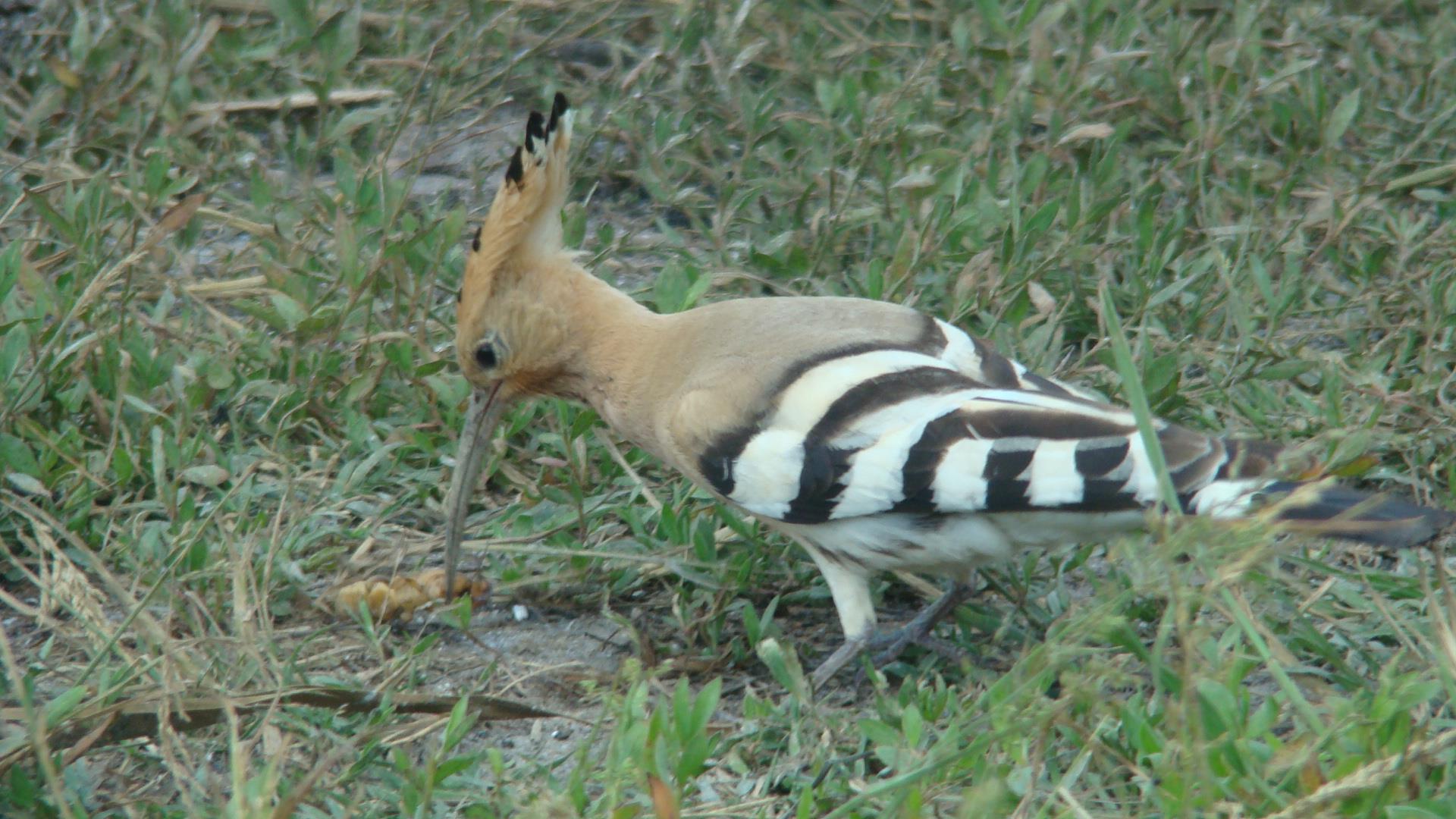 Blasova Mai 2013 - dsc02604.JPG